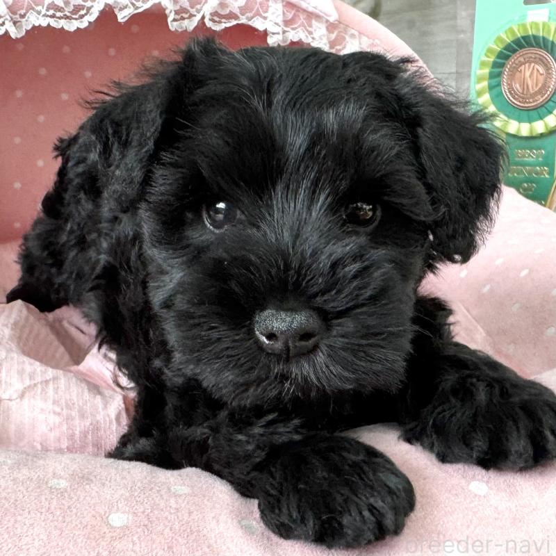 販売中の大阪府のミニチュアシュナウザー-436077の3枚目