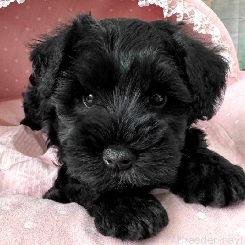 販売中の大阪府のミニチュアシュナウザー-436077の2枚目