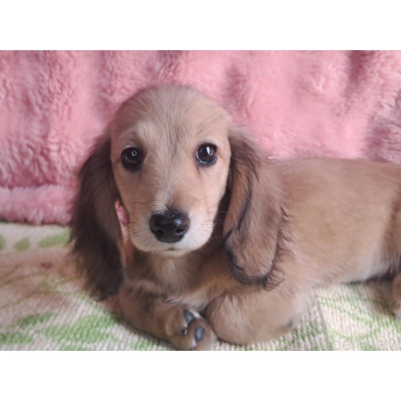 販売中の愛知県のミニチュアダックスフンド(ロングヘアード)-423202