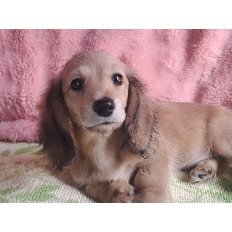 成約済の愛知県のミニチュアダックスフンド(ロングヘアード)-423202の8枚目