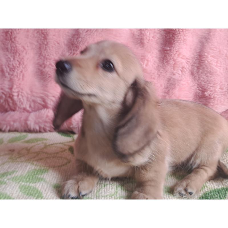 成約済の愛知県のミニチュアダックスフンド(ロングヘアード)-423202の6枚目