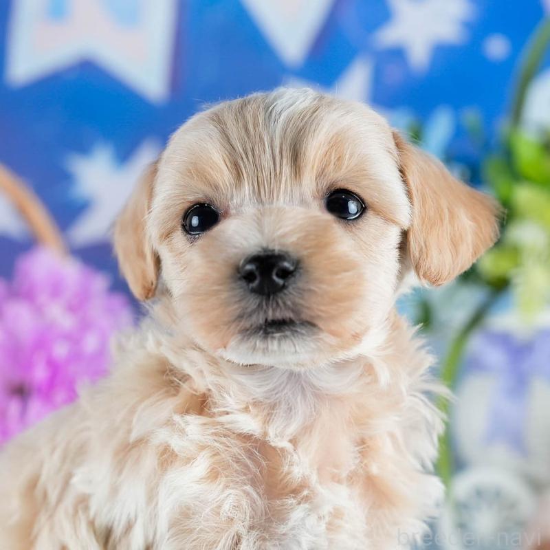 販売中の茨城県のミックス犬-436162の1枚目