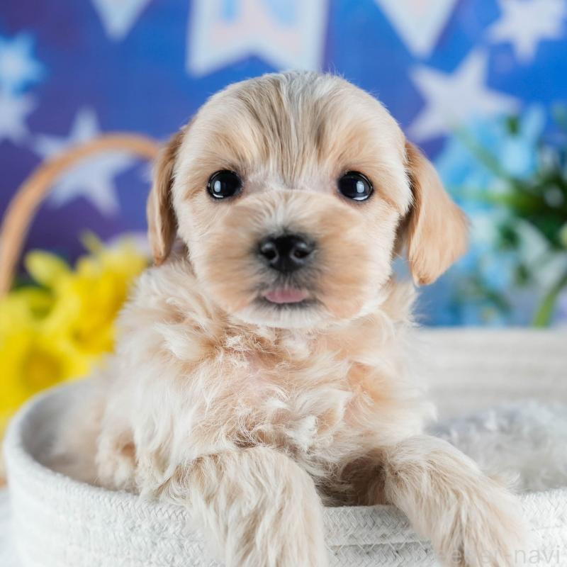 販売中の茨城県のミックス犬-436162の11枚目