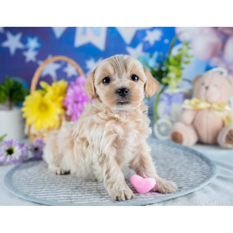 販売中の茨城県のミックス犬-436162の9枚目