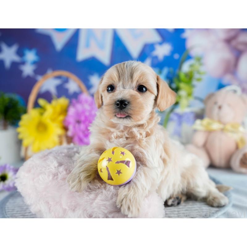 販売中の茨城県のミックス犬-436162の8枚目