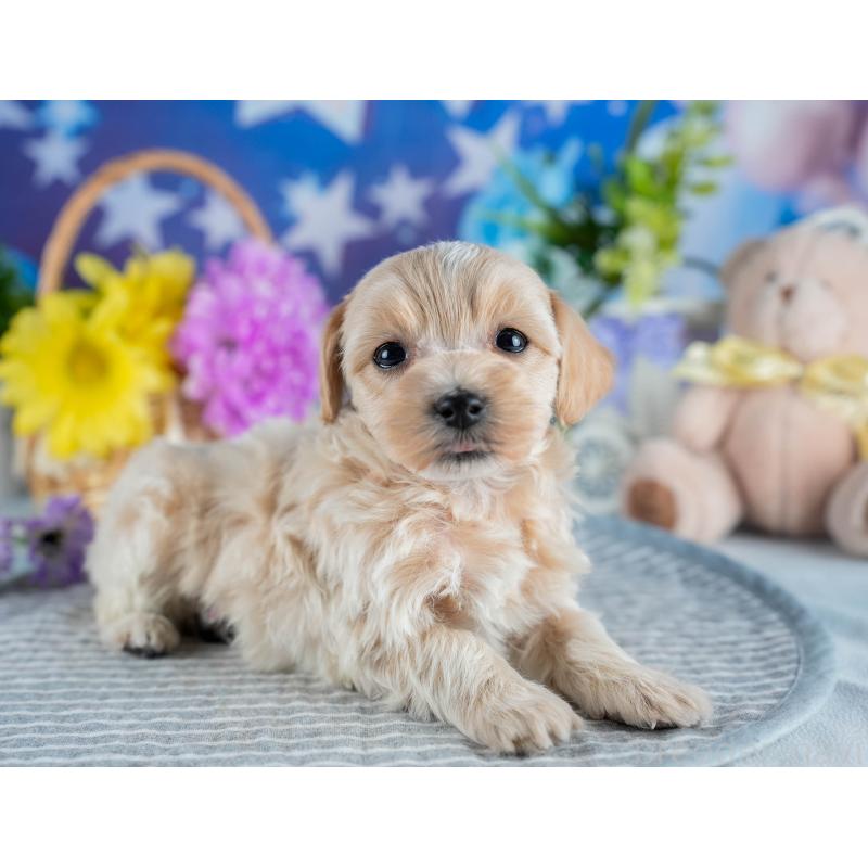 販売中の茨城県のミックス犬-436162の7枚目