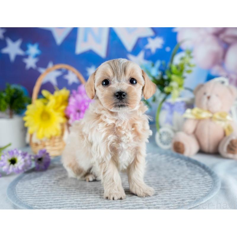 販売中の茨城県のミックス犬-436162の6枚目