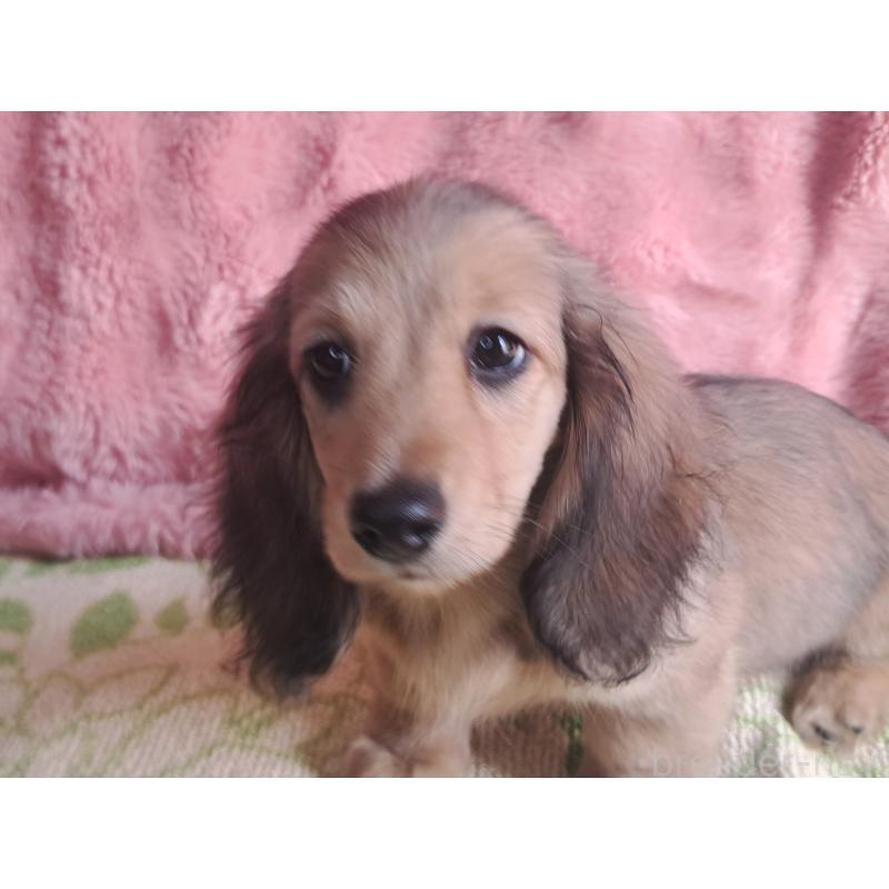 販売中の愛知県のミニチュアダックスフンド(ロングヘアード)-423204