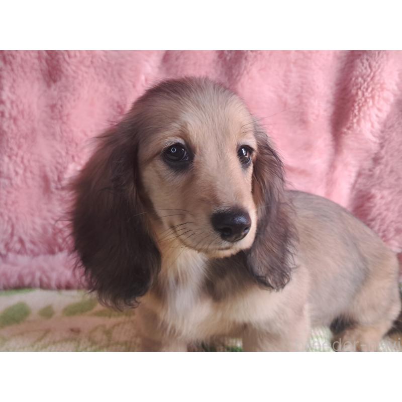 成約済の愛知県のミニチュアダックスフンド(ロングヘアード)-423204の7枚目