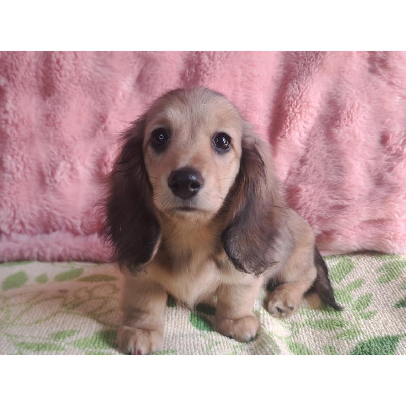 成約済の愛知県のミニチュアダックスフンド(ロングヘアード)-423204の6枚目