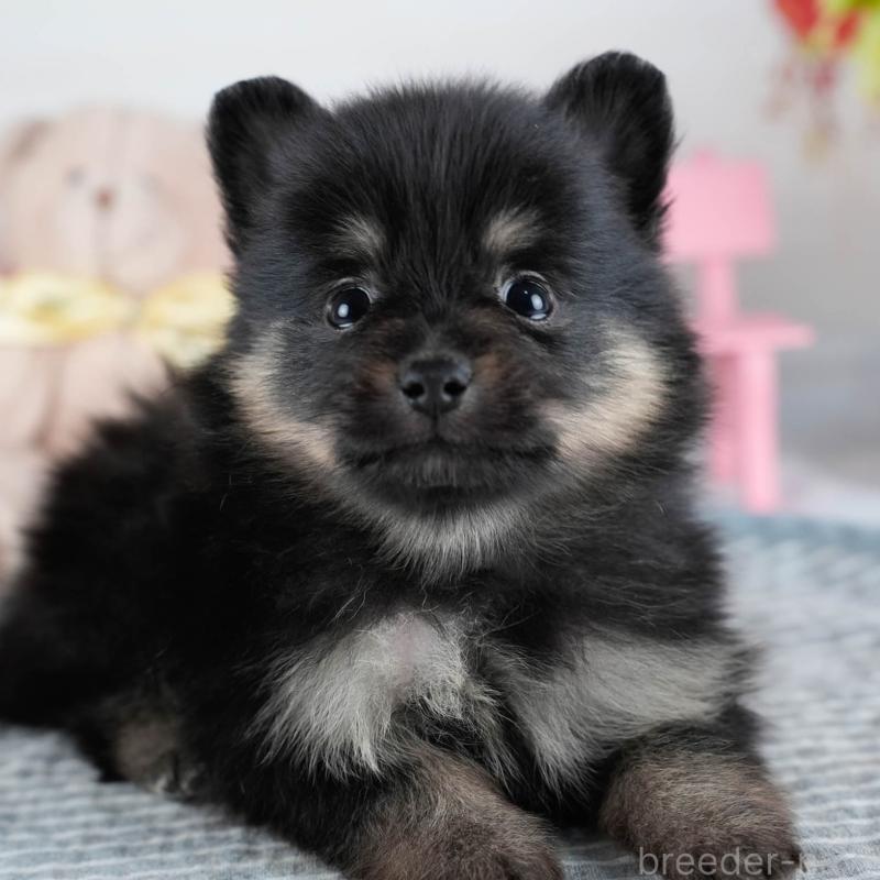 販売中の茨城県のポメラニアン-436159の9枚目