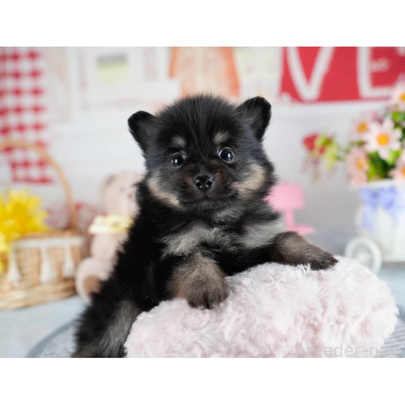 販売中の茨城県のポメラニアン-436159の8枚目