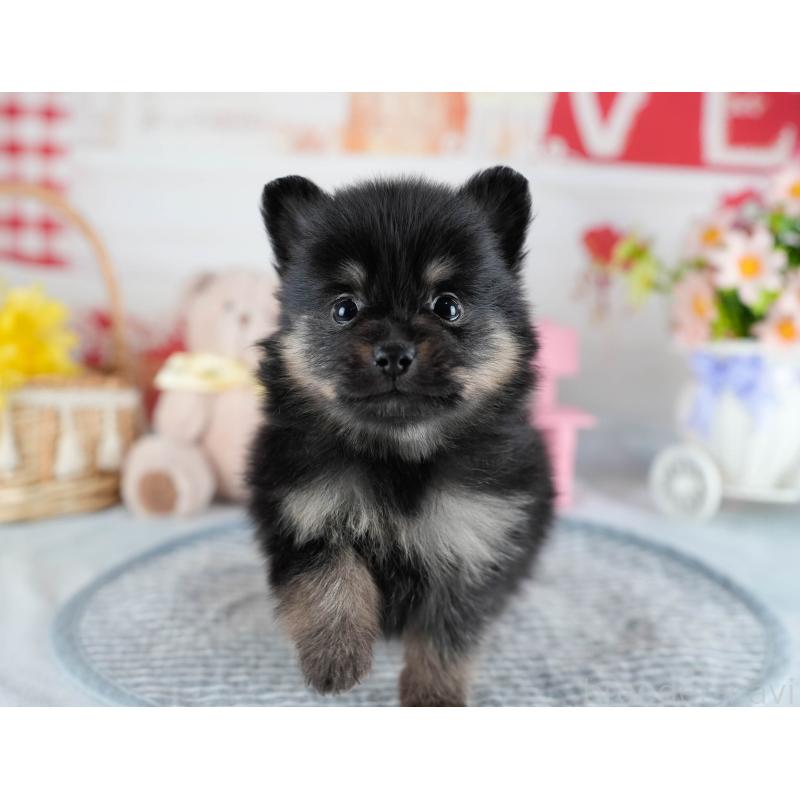 販売中の茨城県のポメラニアン-436159の7枚目