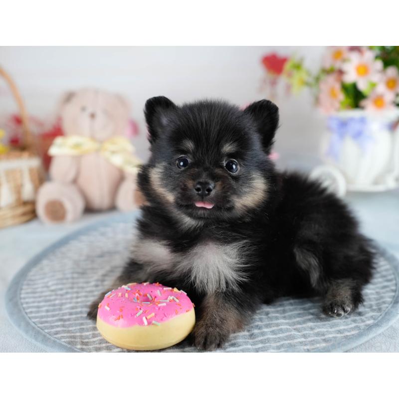 販売中の茨城県のポメラニアン-436159の6枚目