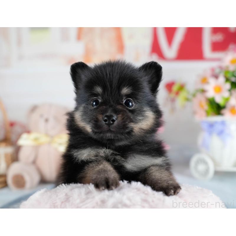 販売中の茨城県のポメラニアン-436159の5枚目