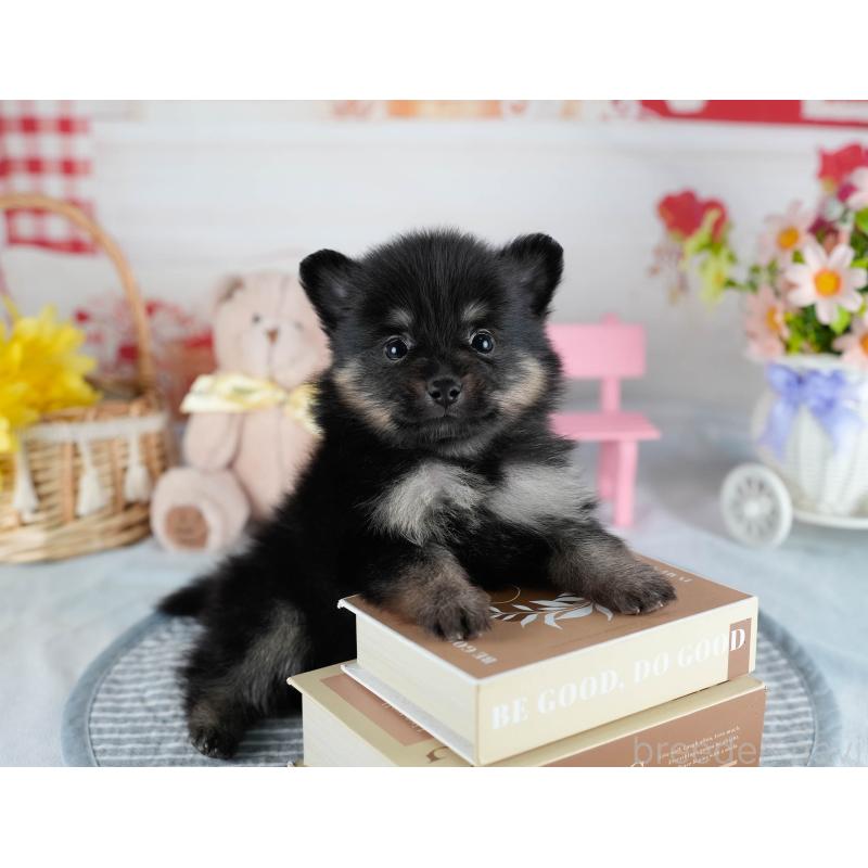 販売中の茨城県のポメラニアン-436159の4枚目