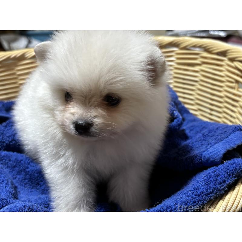成約済の千葉県のポメラニアン-431846の5枚目