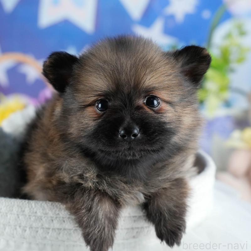 販売中の茨城県のポメラニアン-436154の11枚目