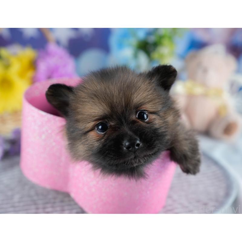 販売中の茨城県のポメラニアン-436154の10枚目