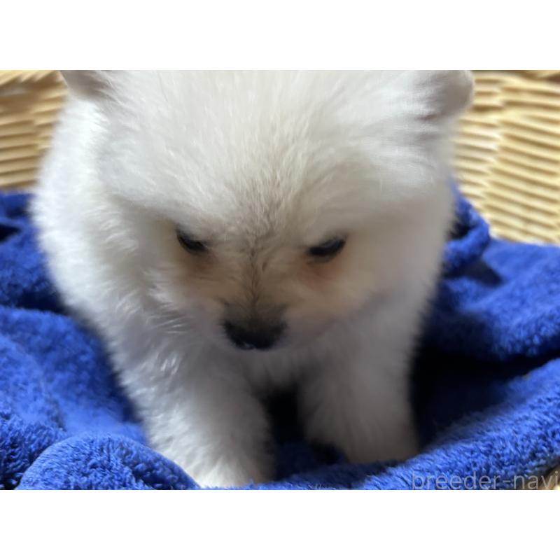 成約済の千葉県のポメラニアン-431846の4枚目