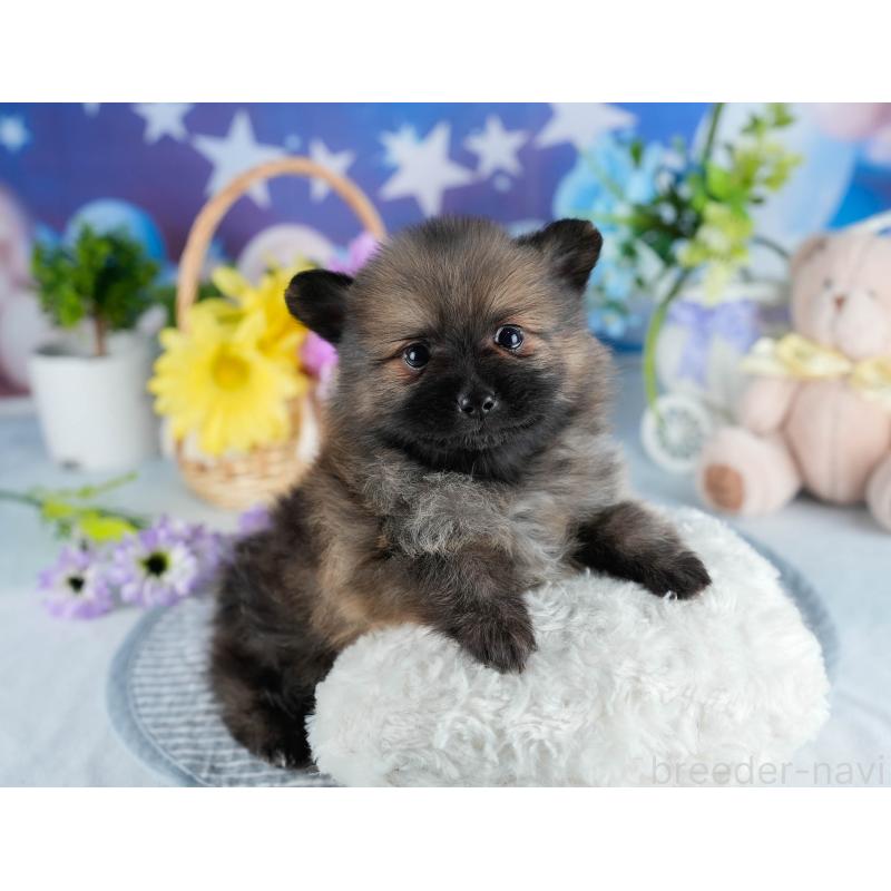 販売中の茨城県のポメラニアン-436154の9枚目