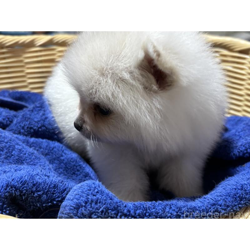 成約済の千葉県のポメラニアン-431846の3枚目