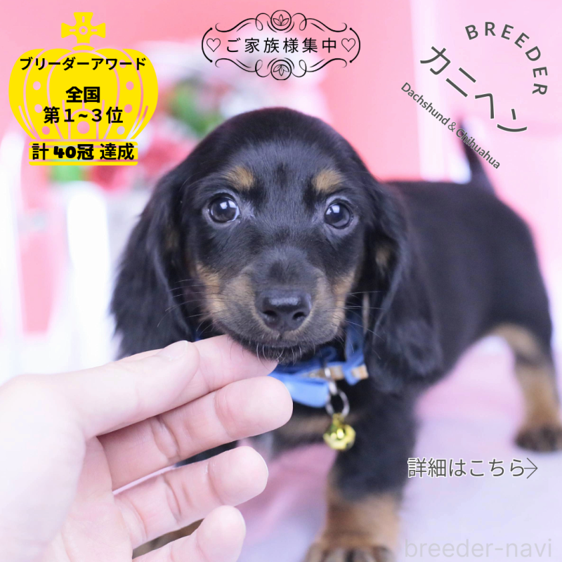 販売中の愛知県のカニンヘンダックスフンド(ロングヘアード)-430613