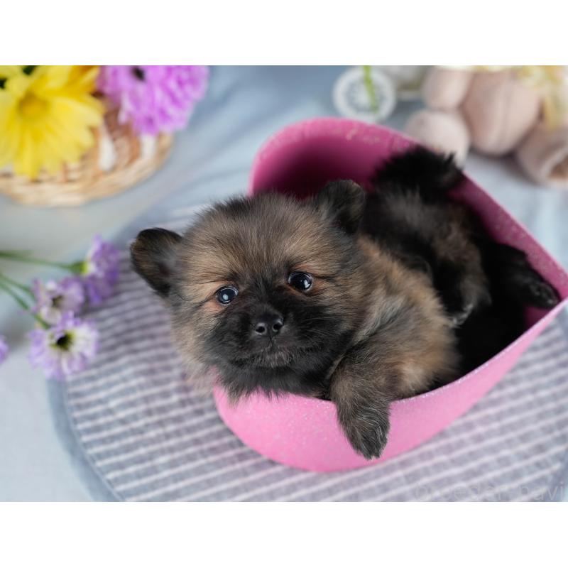 販売中の茨城県のポメラニアン-436154の6枚目