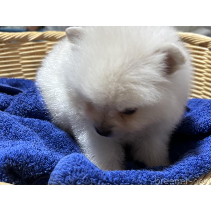 成約済の千葉県のポメラニアン-431846の2枚目