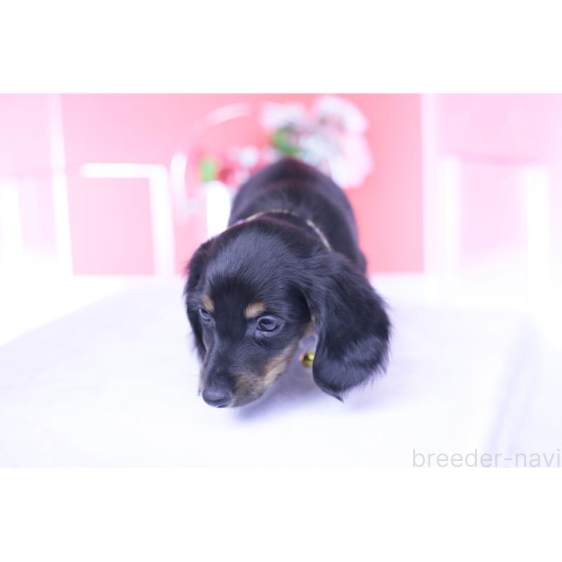 成約済の愛知県のカニンヘンダックスフンド(ロングヘアード)-430613の13枚目