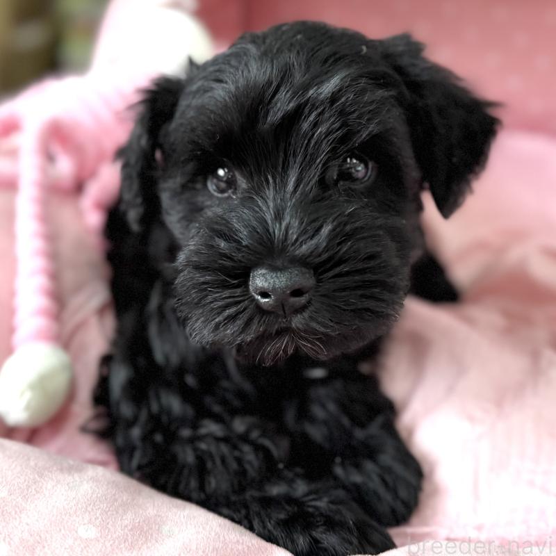 販売中の大阪府のミニチュアシュナウザー-436078の9枚目