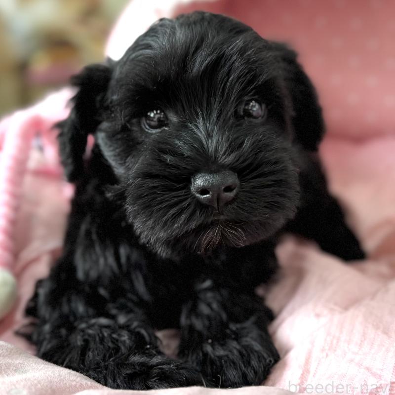 販売中の大阪府のミニチュアシュナウザー-436078の8枚目