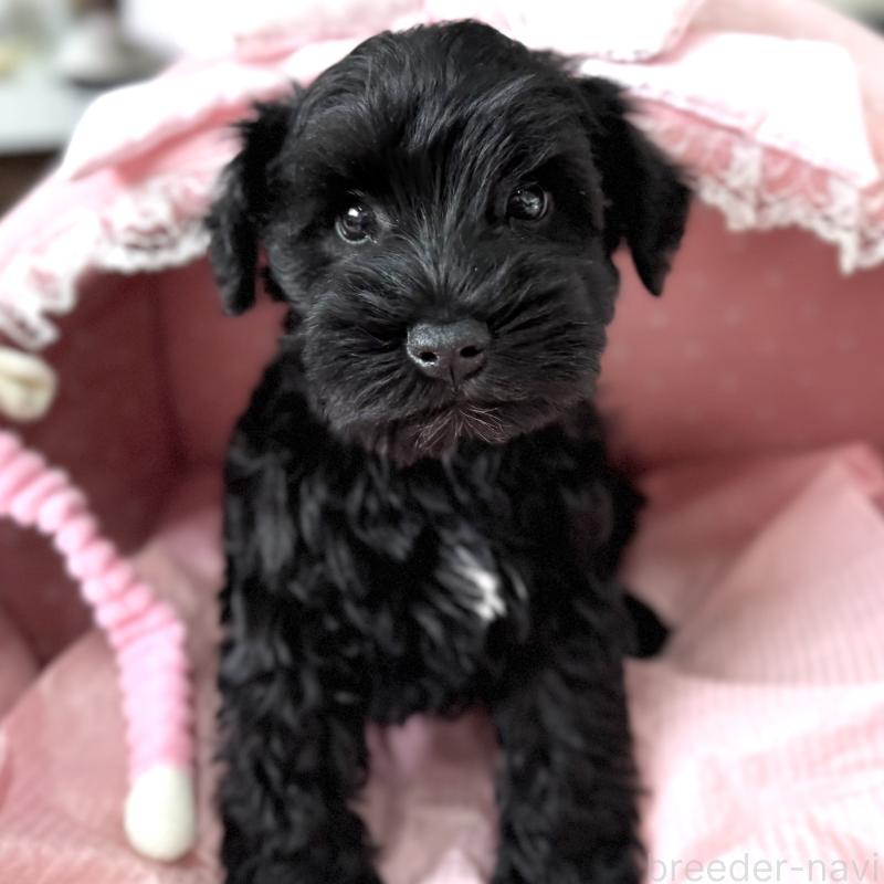 販売中の大阪府のミニチュアシュナウザー-436078の7枚目