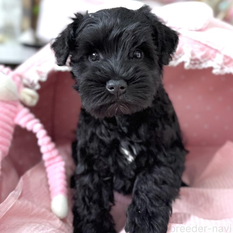 販売中の大阪府のミニチュアシュナウザー-436078の5枚目