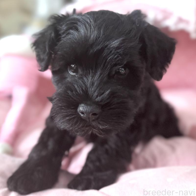 販売中の大阪府のミニチュアシュナウザー-436078の4枚目