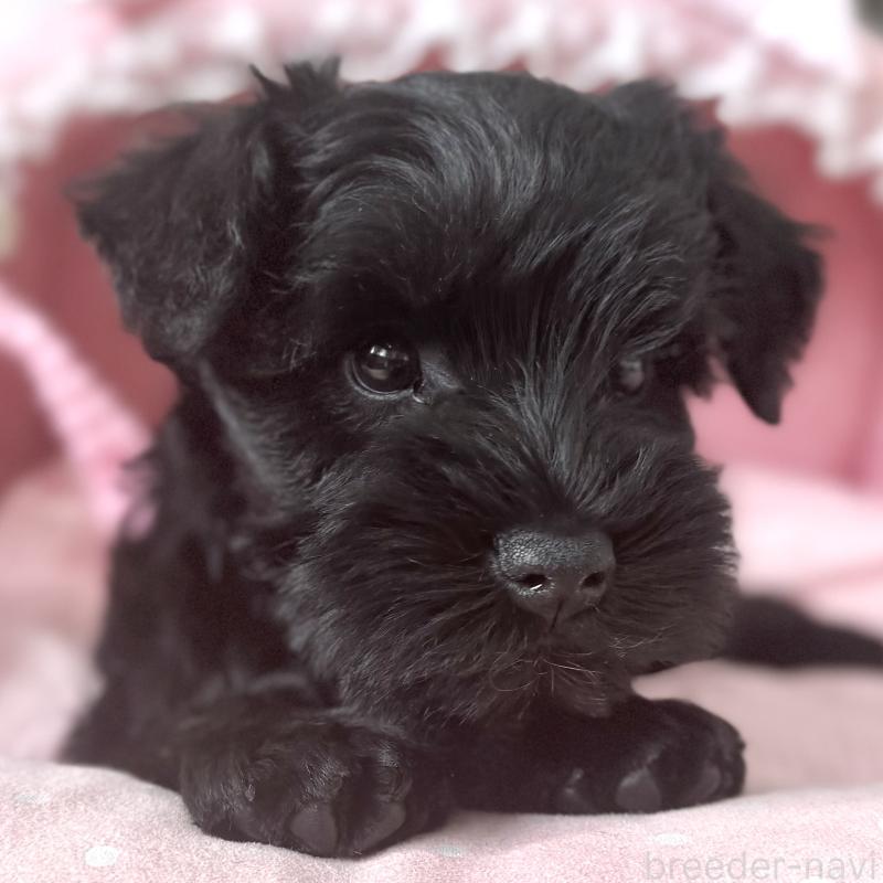 販売中の大阪府のミニチュアシュナウザー-436078の2枚目