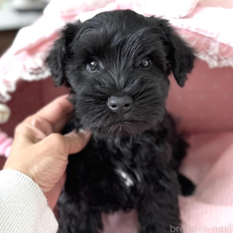 販売中の大阪府のミニチュアシュナウザー-436078