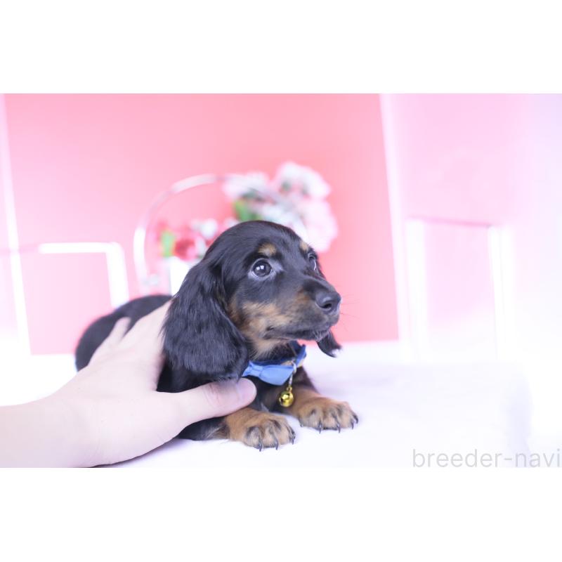 成約済の愛知県のカニンヘンダックスフンド(ロングヘアード)-430613の3枚目