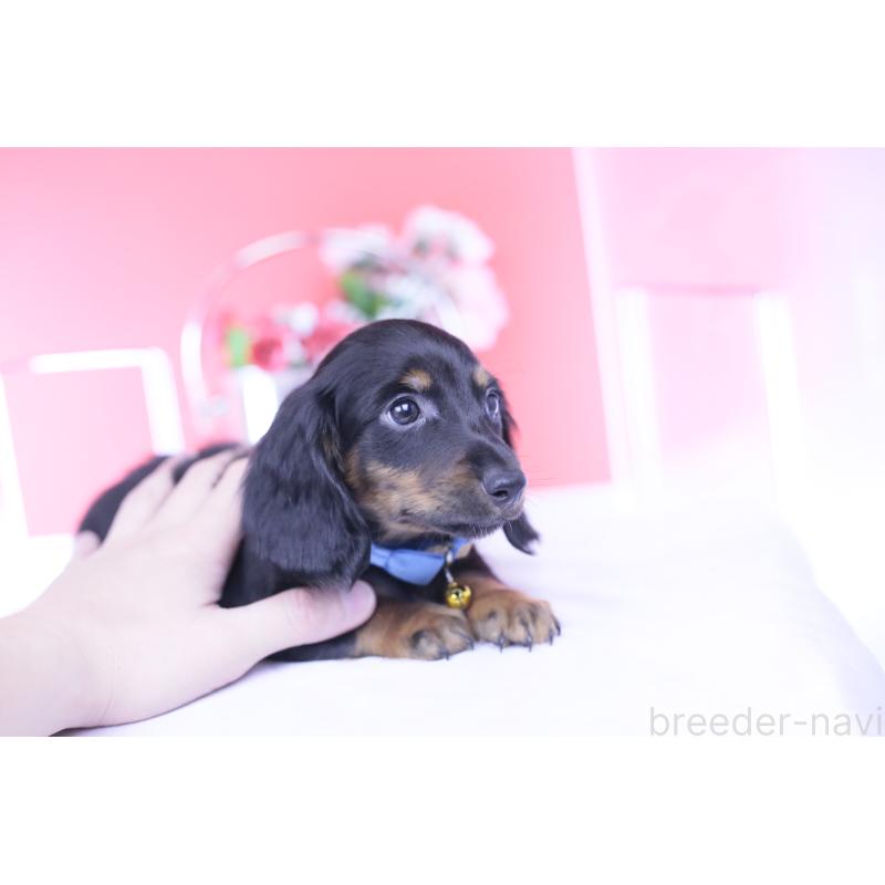 成約済の愛知県のカニンヘンダックスフンド(ロングヘアード)-430613の2枚目