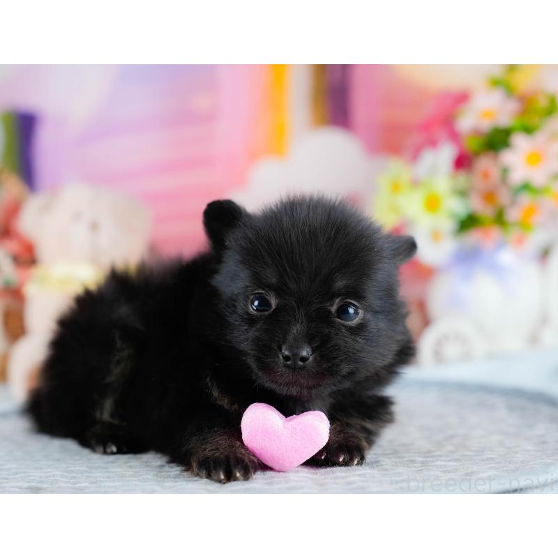 販売中の茨城県のポメラニアン-436150の10枚目