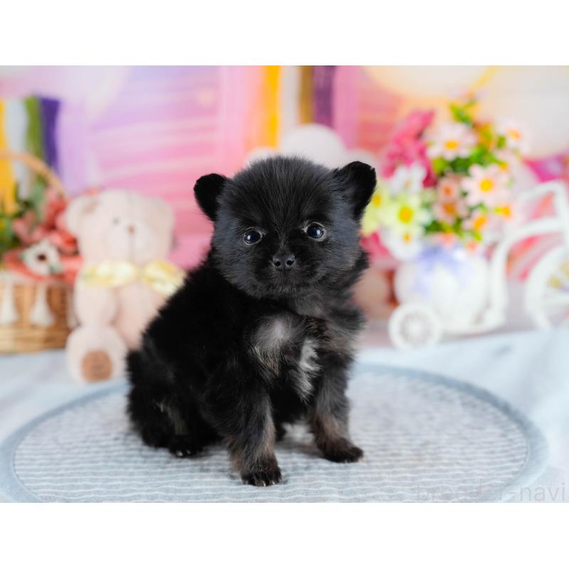 販売中の茨城県のポメラニアン-436150の9枚目