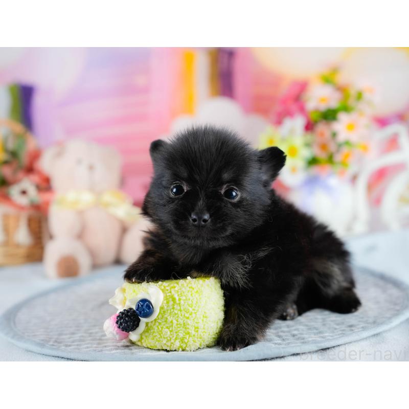 販売中の茨城県のポメラニアン-436150の8枚目