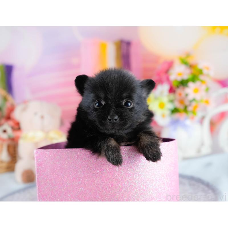 販売中の茨城県のポメラニアン-436150の7枚目