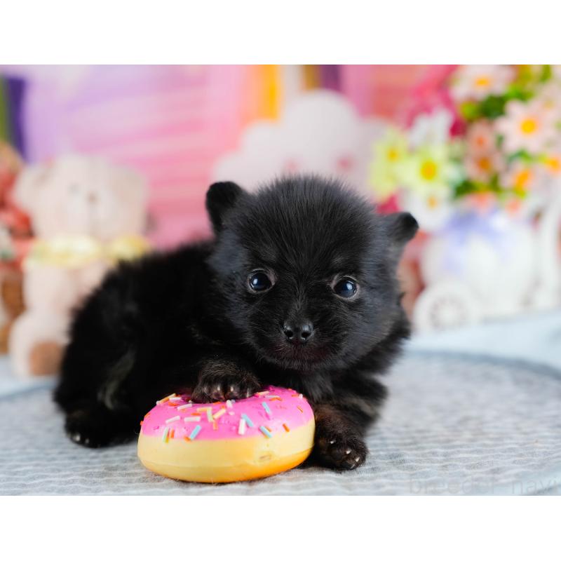 販売中の茨城県のポメラニアン-436150の6枚目