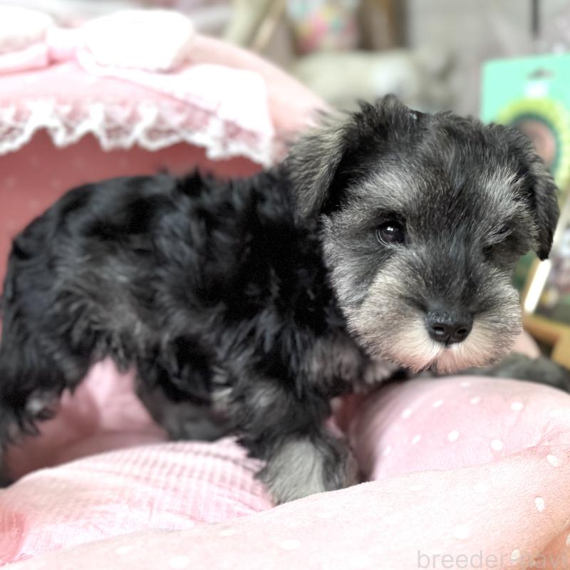 販売中の大阪府のミニチュアシュナウザー-436081の9枚目