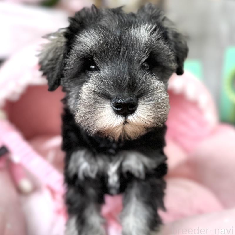 販売中の大阪府のミニチュアシュナウザー-436081の8枚目