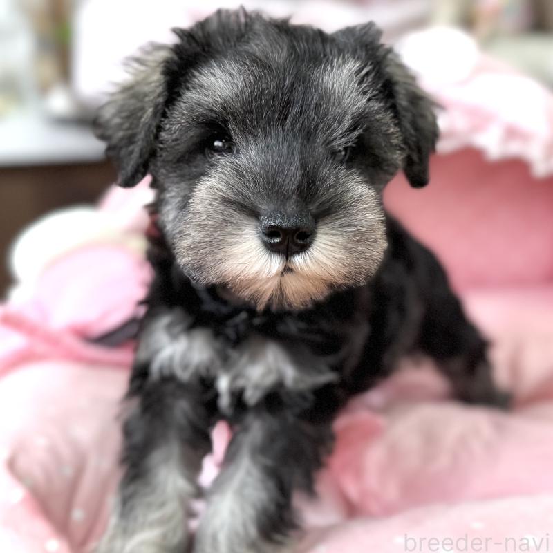 販売中の大阪府のミニチュアシュナウザー-436081の7枚目