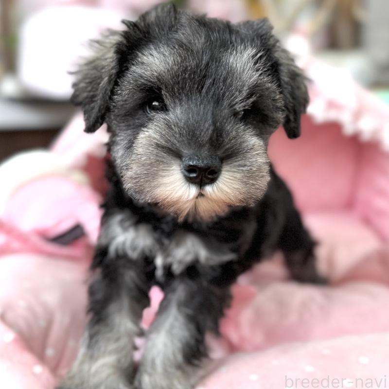 販売中の大阪府のミニチュアシュナウザー-436081の6枚目