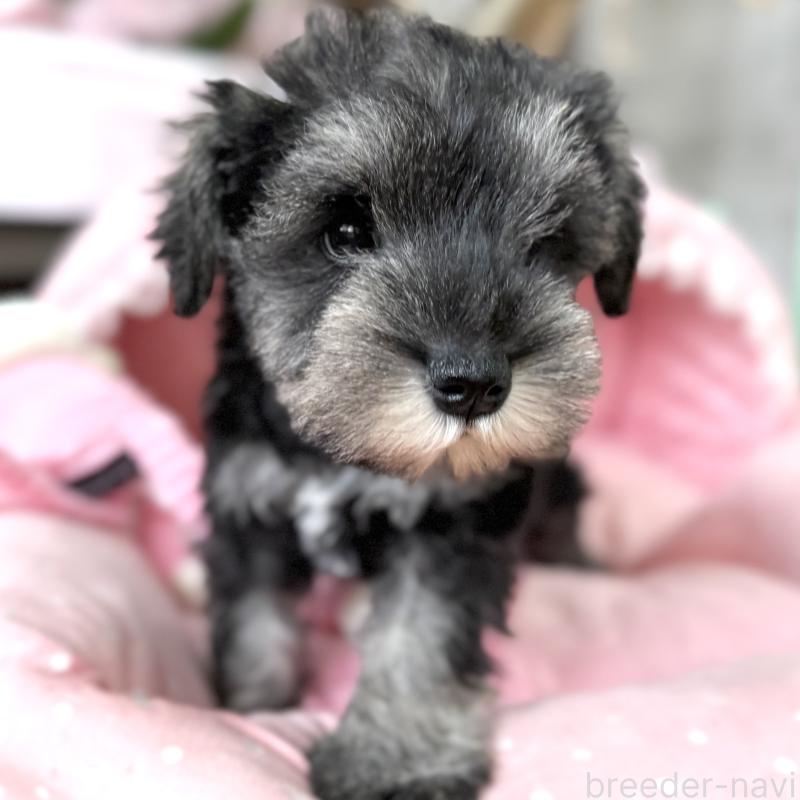 販売中の大阪府のミニチュアシュナウザー-436081の5枚目