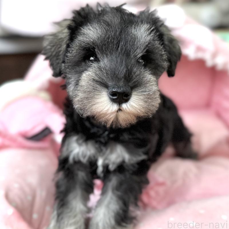 販売中の大阪府のミニチュアシュナウザー-436081の4枚目